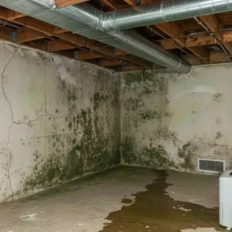 Professional Mold Removal in Southbridge, MA